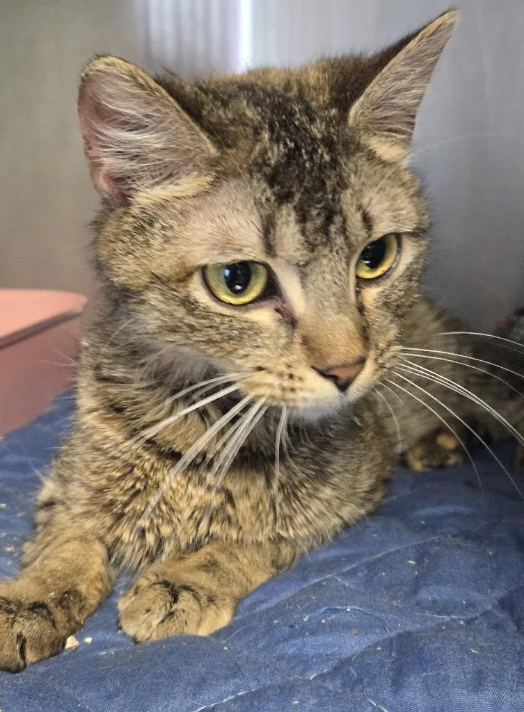 A young medium-sized female Domestic Short Hair cat named Penelope Grace for adoption in Windsor, CT