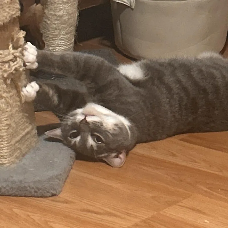 An adult small-sized female Gray / Blue / Silver Domestic Short Hair cat named Thyra for adoption in Abingdon, MD