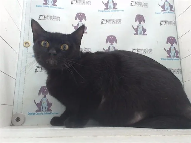 A young small-sized male Domestic Short Hair cat named Boosie for adoption in Orlando, FL