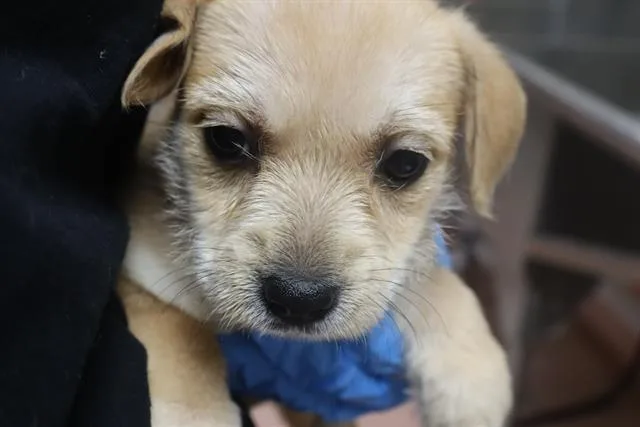 A baby small-sized male Mixed Breed dog named Ander for adoption in Columbia, SC