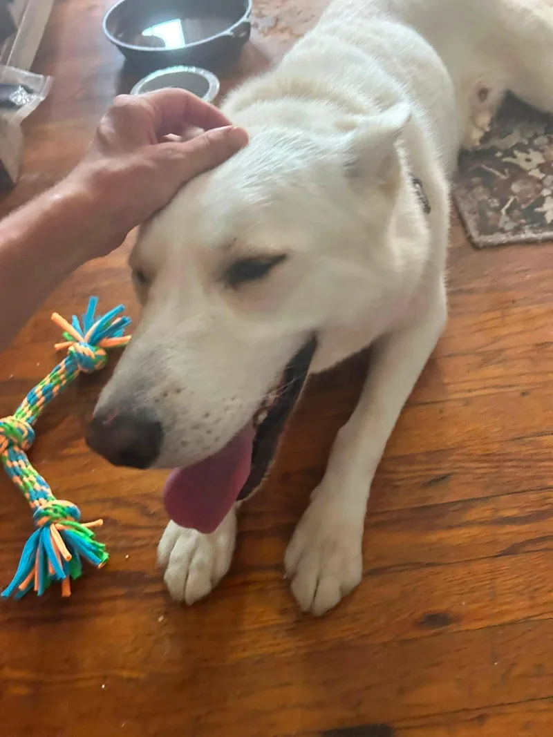 An adult large-sized male White / Cream Mixed Breed dog named Rancher for adoption in Cincinnati, OH