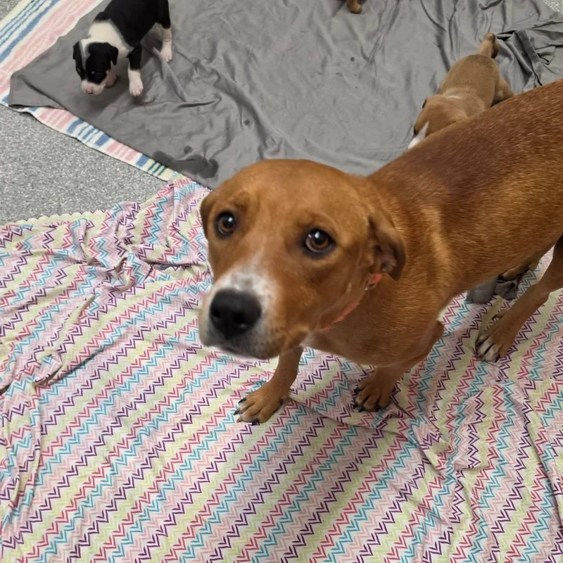 An adult medium-sized female Mixed Breed dog named Gabbeh for adoption in Durango, CO
