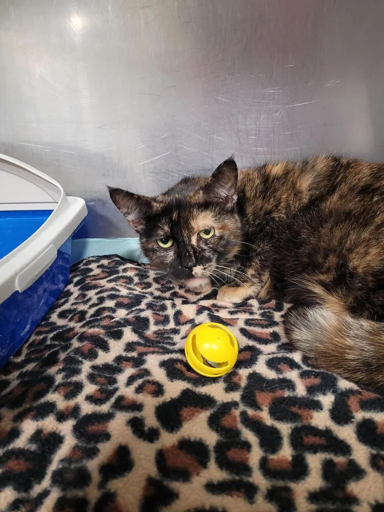 An adult small-sized female Domestic Short Hair cat named Tortelini for adoption in Linton, IN