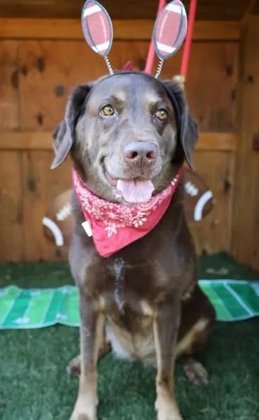 An adult medium-sized female Mixed Breed dog named Lilo for adoption in Columbia, SC