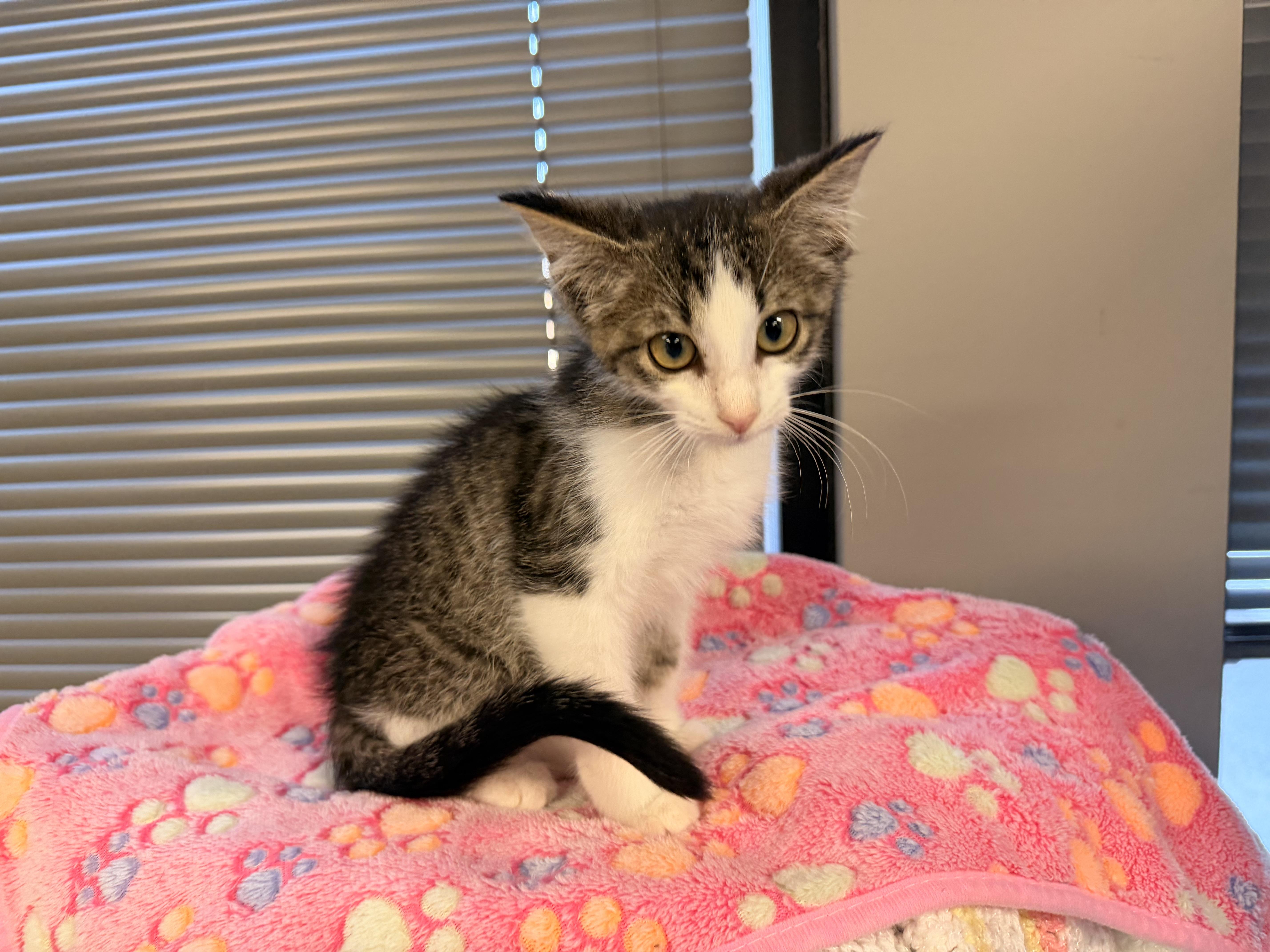 A baby medium-sized female Gray & White Domestic Short Hair cat named Emerald AKA Emmy for adoption in Batesville, AR