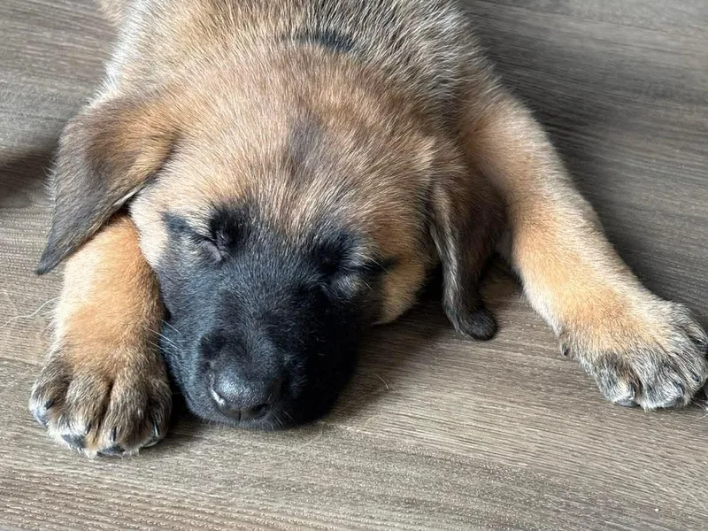 Coco's Bistro thumbnail 3