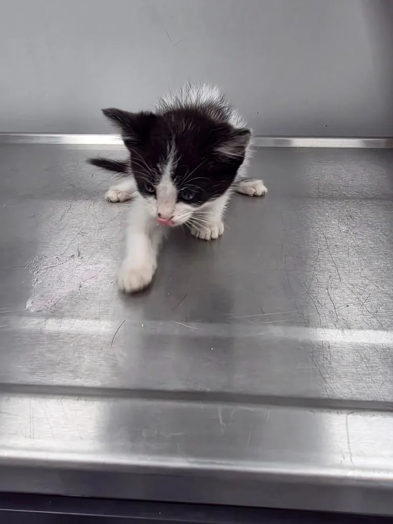 A baby small-sized male Domestic Short Hair cat named Pluto for adoption in Angola, IN