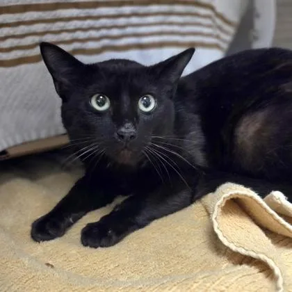 An adult medium-sized male Domestic Short Hair cat named Chicken Gumbo for adoption in Westland, MI