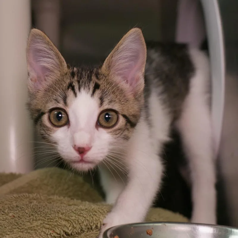 A baby medium-sized female Domestic Short Hair cat named Filament for adoption in Shoreline, WA