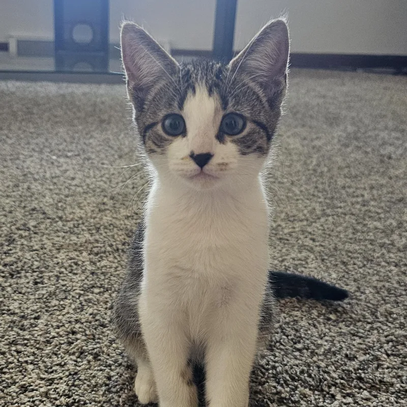 A baby small-sized female Tabby (Brown / Chocolate) Domestic Short Hair cat named Bean for adoption in Hartville, OH