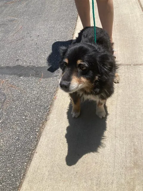 An adult medium-sized male Mixed Breed dog named Peanut for adoption in Dallas, TX