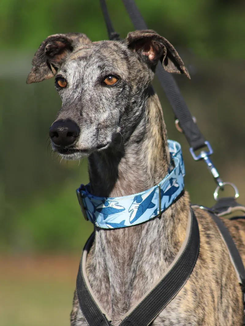 A young medium-sized male Greyhound dog named Neptun for adoption in North Fort Myers, FL