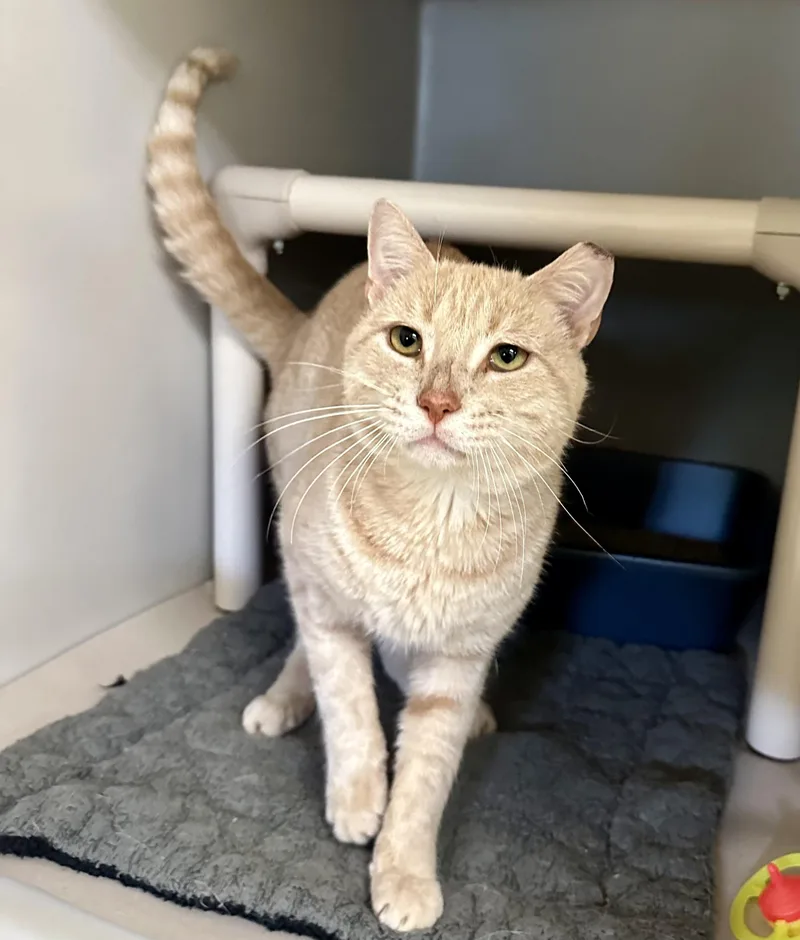 An adult large-sized male Domestic Short Hair cat named Mojave for adoption in Parsippany, NJ