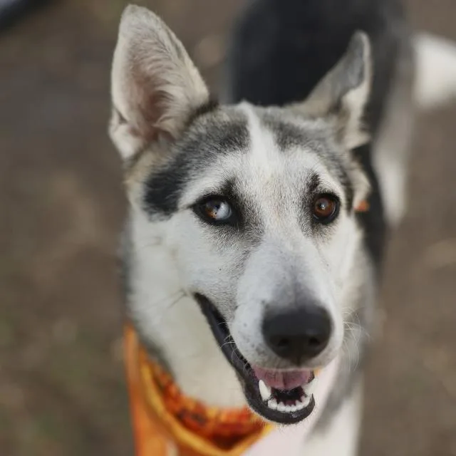 A young medium-sized female Husky dog named Muffin for adoption in San Antonio, TX