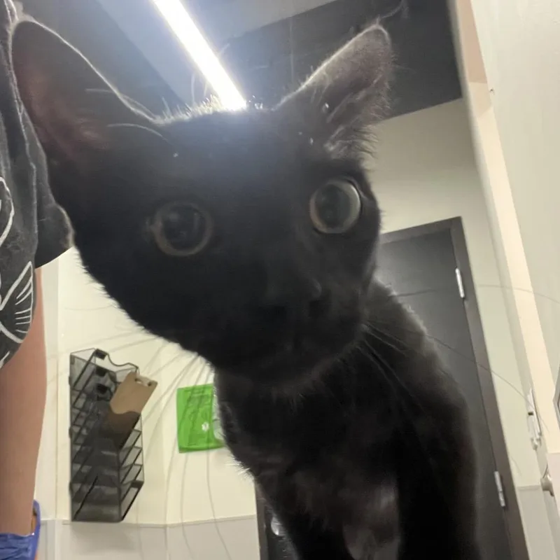 A young small-sized female Black Domestic Short Hair cat named Mina for adoption in Tampa, FL