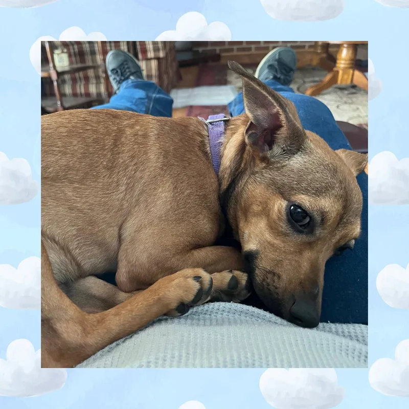 A baby small-sized male Chihuahua dog named Pat for adoption in Glenmoore, PA