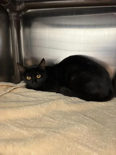 A young medium-sized female Domestic Short Hair cat named Avalon for adoption in Santa Cruz, CA
