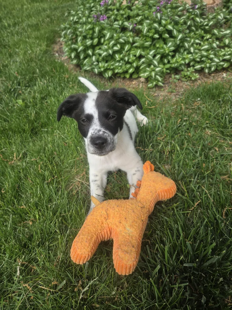 A baby medium-sized male White / Cream Spaniel dog named Chili for adoption in Lake Geneva, WI