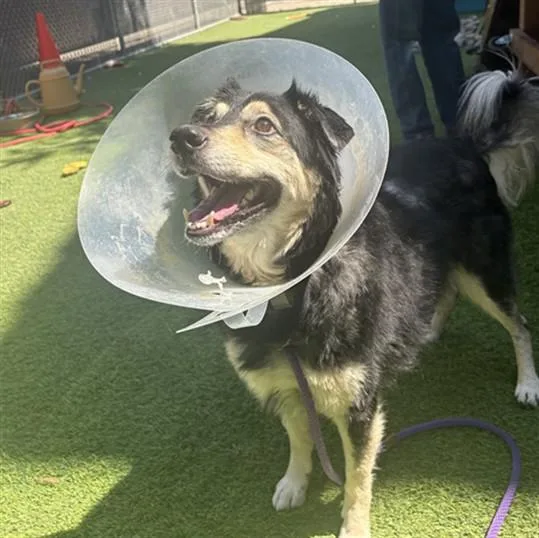 An adult large-sized male Bearded Collie dog named Max for adoption in San Jose, CA