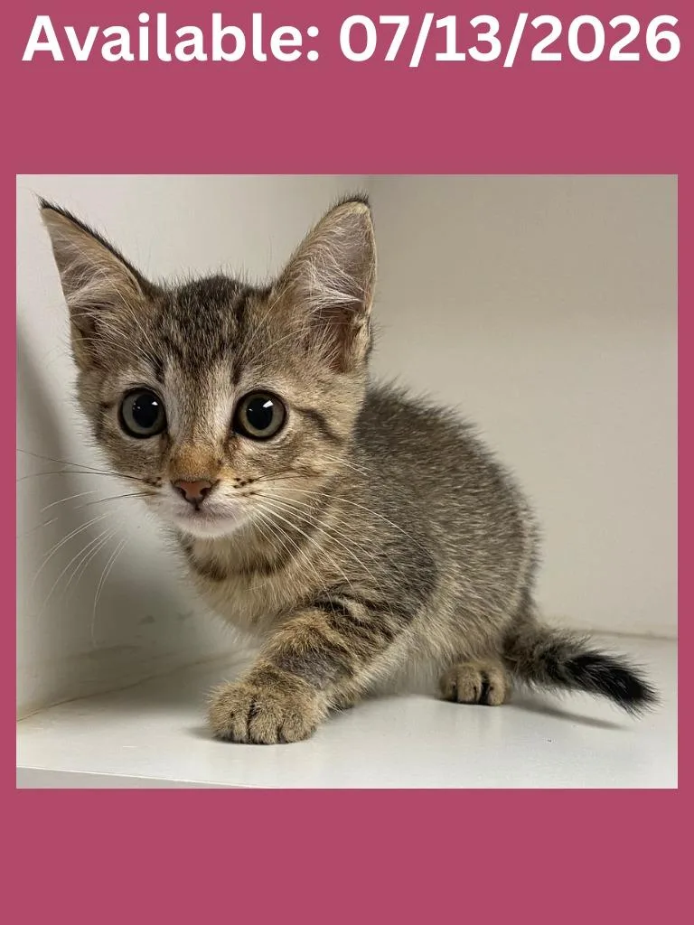 A baby medium-sized female Domestic Short Hair cat named Cat Condo for adoption in Greenville, TX