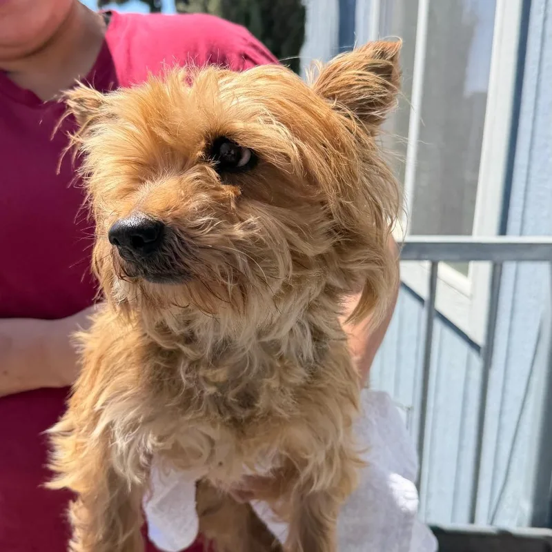 A young small-sized female Golden Yorkshire Terrier dog named Fresa for adoption in San Pablo, CA
