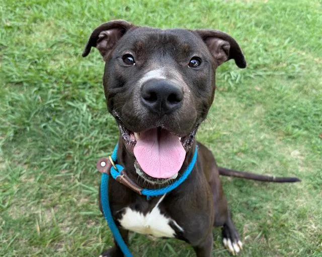 A young large-sized male Pit Bull Terrier dog named Mateo for adoption in Charlotte, NC