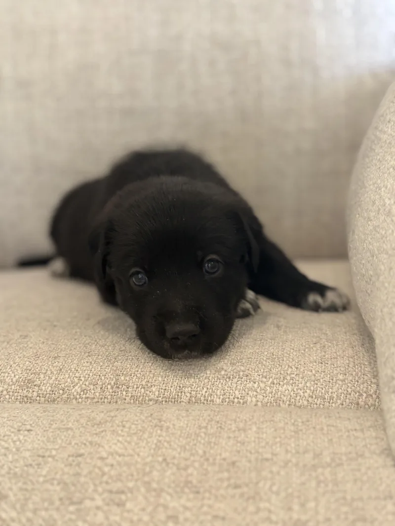 A baby small-sized male German Shepherd Dog dog named Val for adoption in Discovery Bay, CA