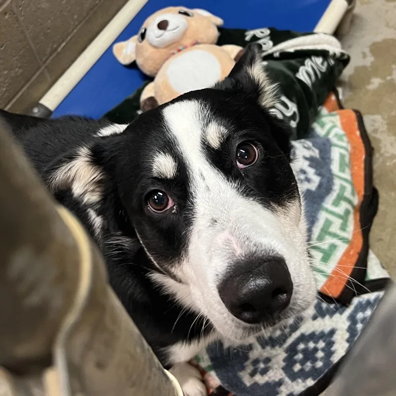 An adult medium-sized male Black Border Collie dog named Gary for adoption in Ojai, CA