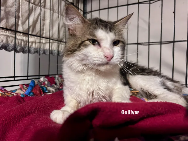 Gulliver thumbnail 3
