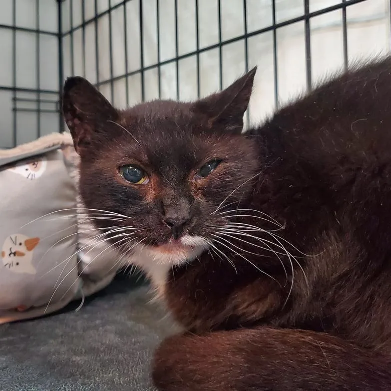 A senior small-sized female Black Domestic Short Hair cat named Bestie for adoption in Kansas City, MO