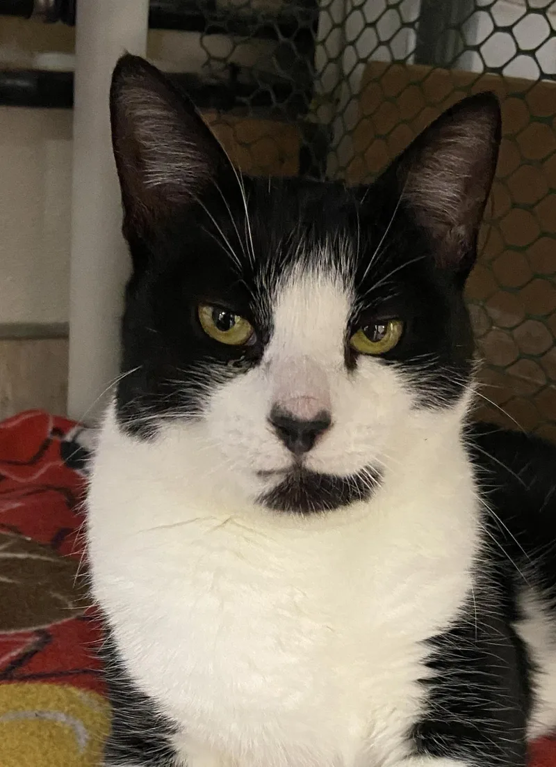 An adult medium-sized male Domestic Short Hair cat named Ojo for adoption in Beacon, NY