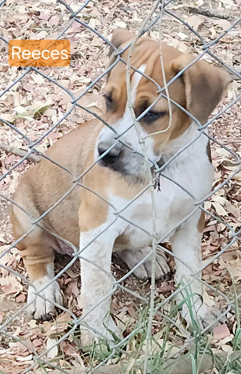 A baby large-sized male Mixed Breed dog named Reeces for adoption in Flintstone, GA