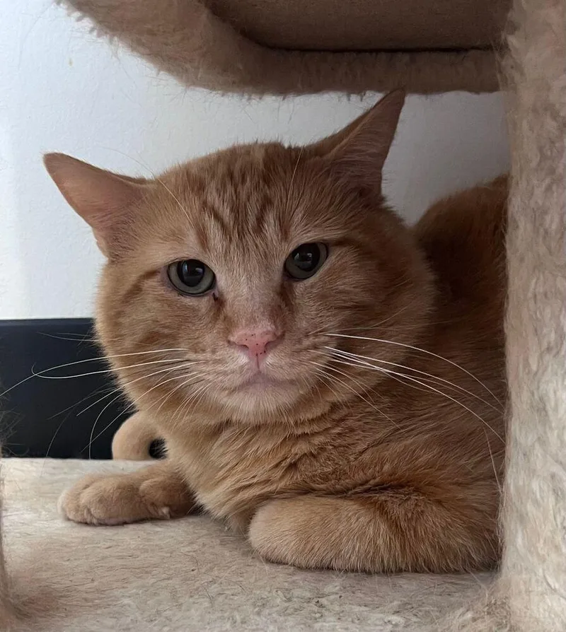 An adult large-sized male Tabby (Orange / Red) Domestic Short Hair cat named Roosevelt for adoption in McPherson, KS