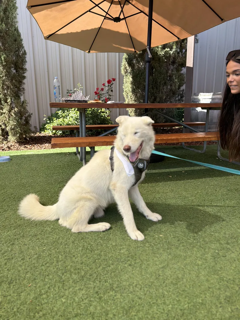 A young medium-sized male Tricolor (Brown, Black, & White) Siberian Husky dog named Jacob for adoption in Perris, CA