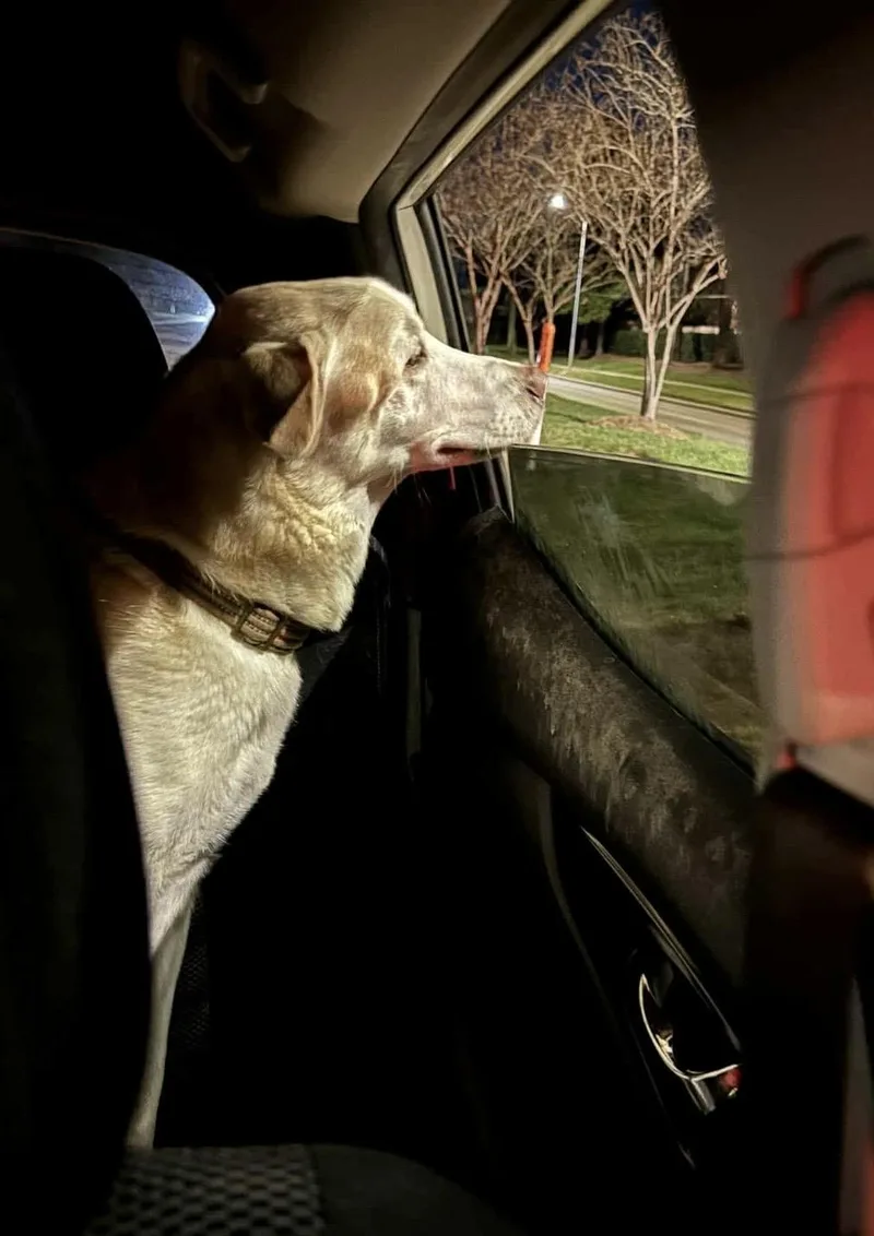 Theodore thumbnail 2