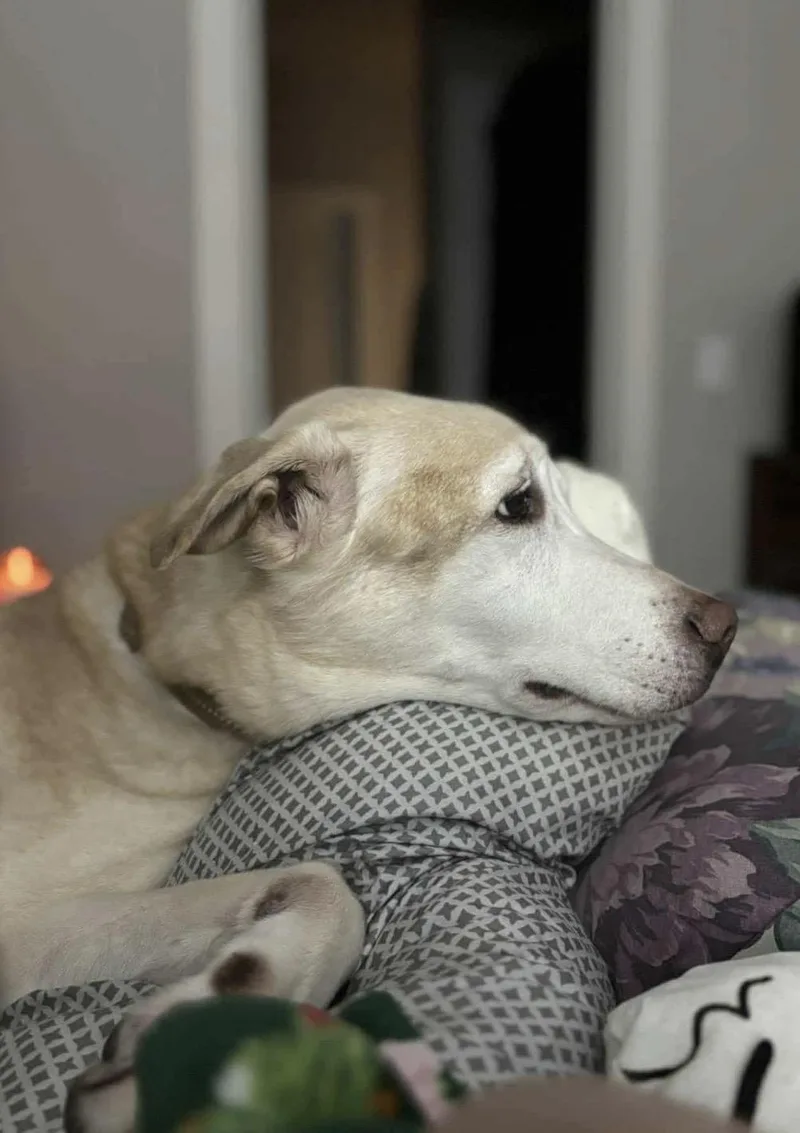 Theodore thumbnail 3