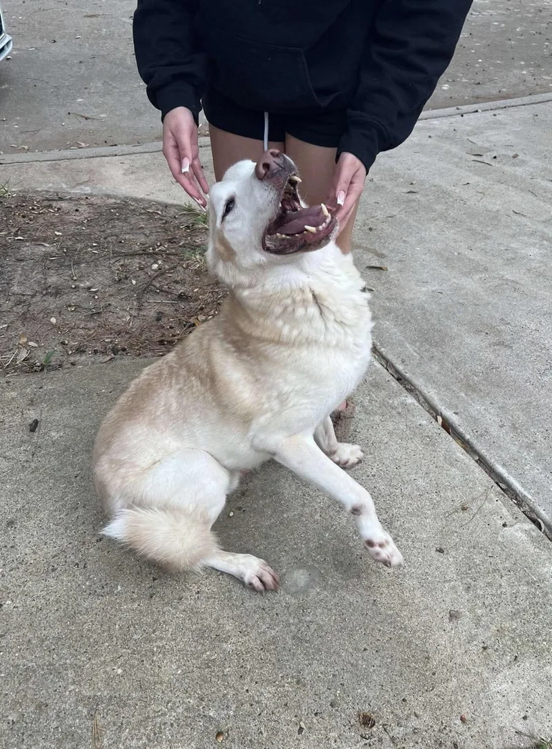 Theodore thumbnail 5