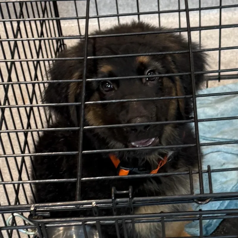 A baby large-sized male Shepherd dog named Ollie for adoption in Cumming, GA