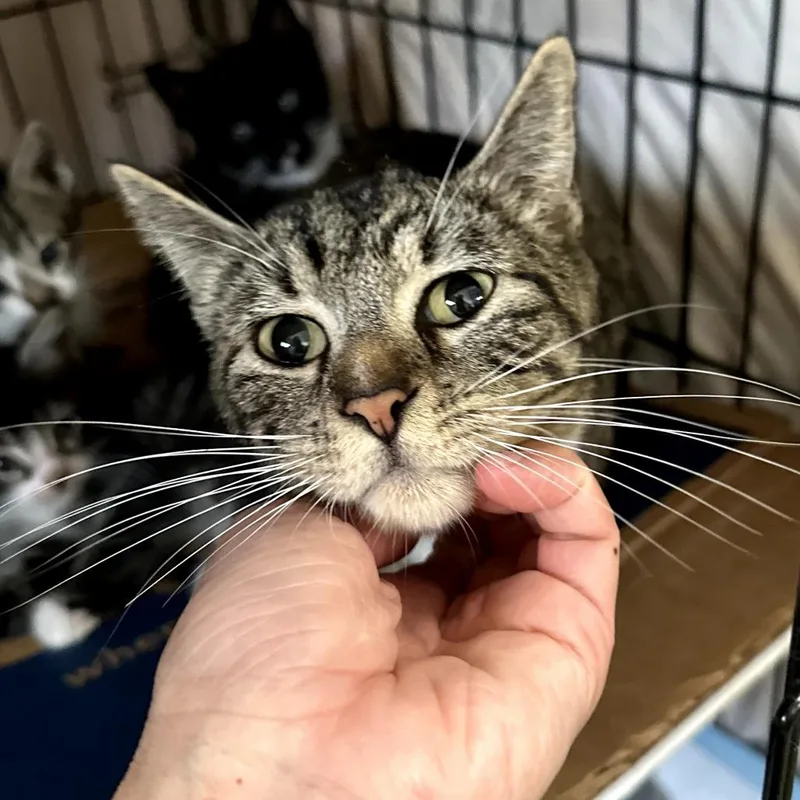 An adult small-sized female Brown / Chocolate Domestic Short Hair cat named Willa for adoption in Long Beach, CA