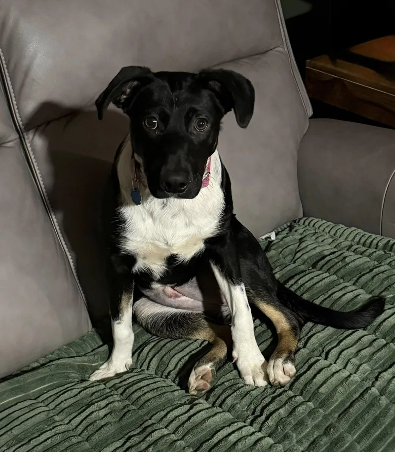 Cindy Lou thumbnail 2