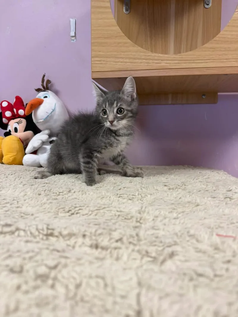 A young small-sized male Tabby (Gray / Blue / Silver) Domestic Short Hair cat named Blue for adoption in Freeport, NY
