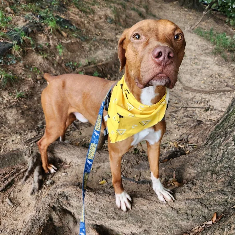 A young medium-sized male Hound dog named Bruno for adoption in Falls Church, VA