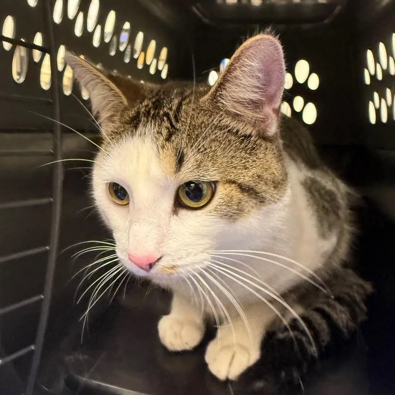 A young medium-sized male Domestic Short Hair cat named Tavish for adoption in Oshkosh, WI
