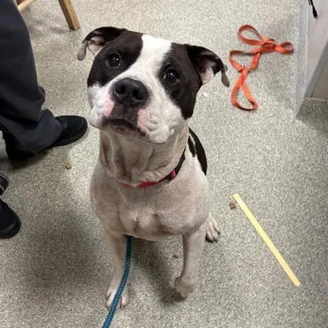 An adult medium-sized male White / Cream Mixed Breed dog named Jeezy for adoption in Jacksonville, FL