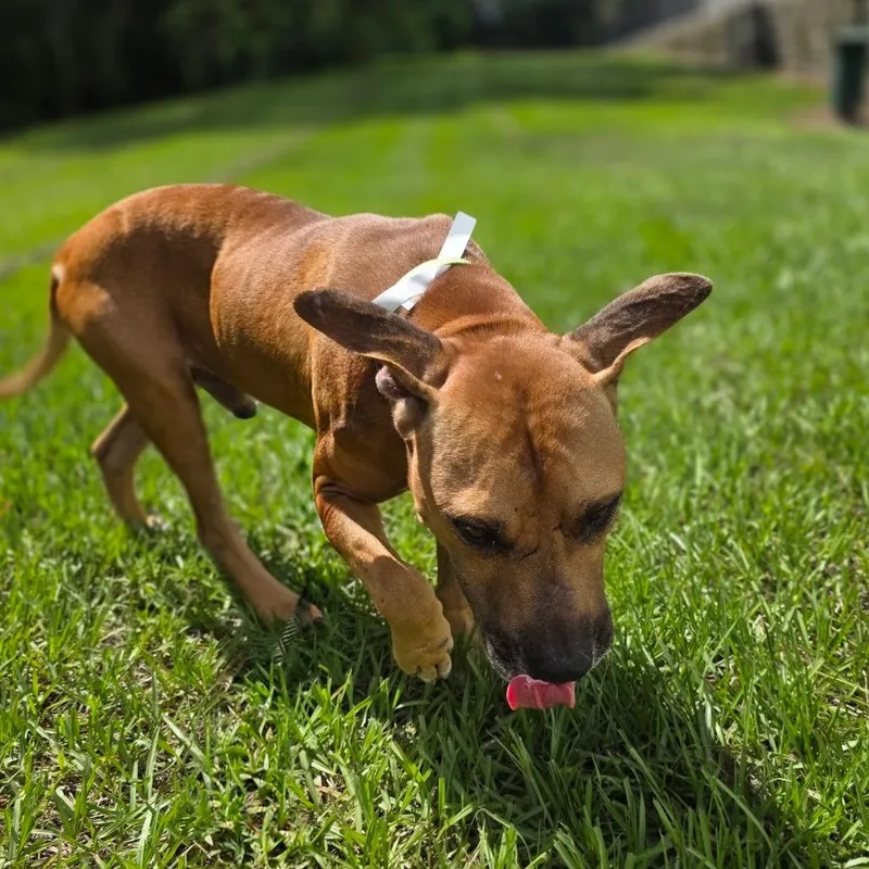 Dozer thumbnail 2