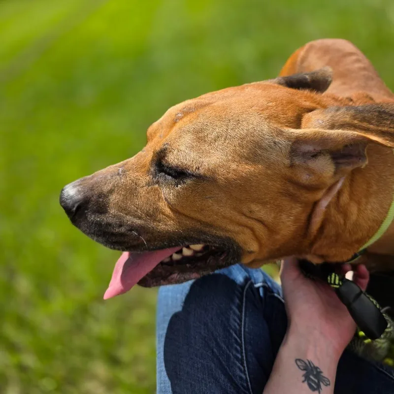 Dozer thumbnail 3