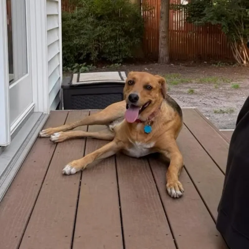 A young medium-sized male Tricolor (Brown, Black, & White) Mixed Breed dog named Toby for adoption in Yaphank, NY
