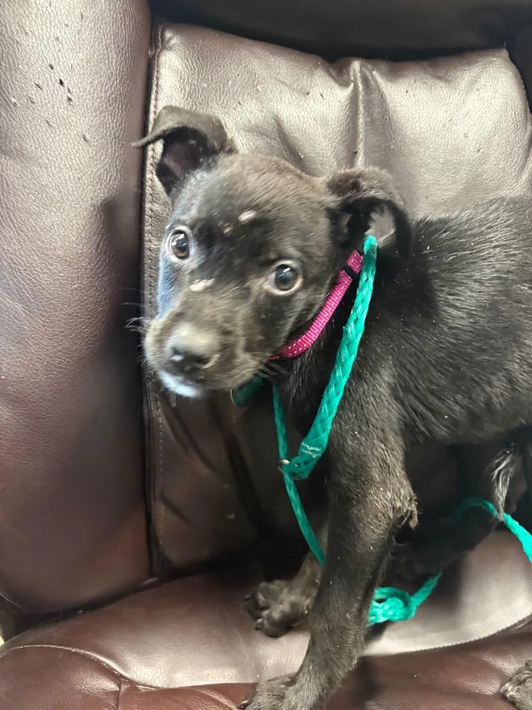 A baby medium-sized female Australian Cattle Dog / Blue Heeler named Shiitake for adoption in Reno, NV