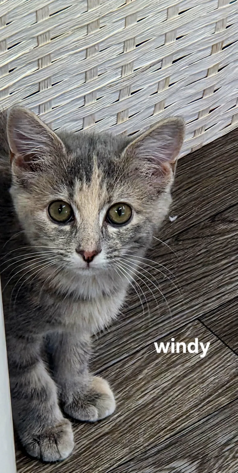 Windy thumbnail 2