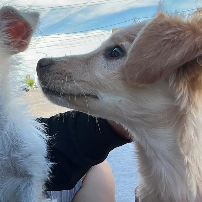 A baby small-sized female White / Cream Poodle dog named Maisie for adoption in Escondido, CA